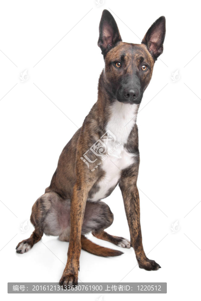 比利時牧羊犬馬里努阿犬