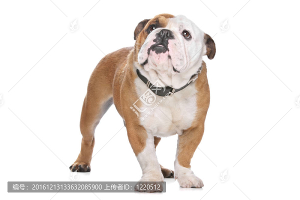 英國斗牛犬