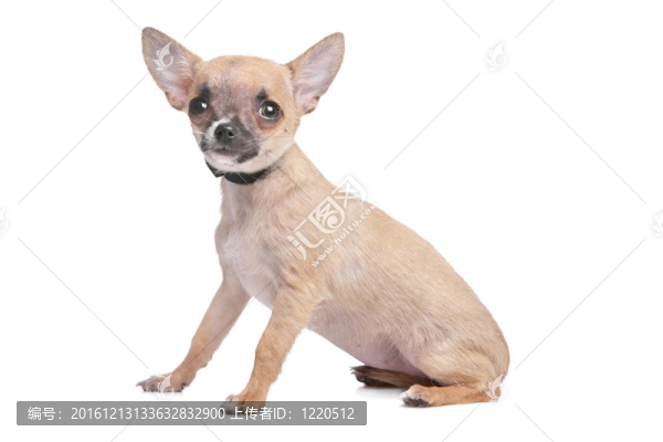 短頭發(fā)的奇瓦瓦