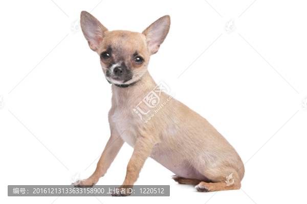 短頭發(fā)的奇瓦瓦