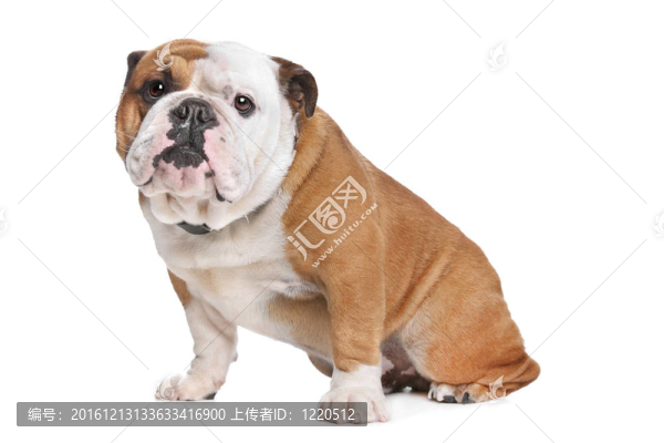英國斗牛犬