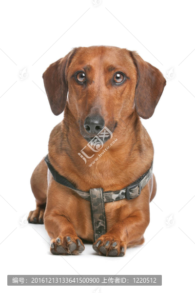 臘腸犬