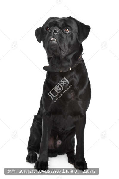 黑雜狗