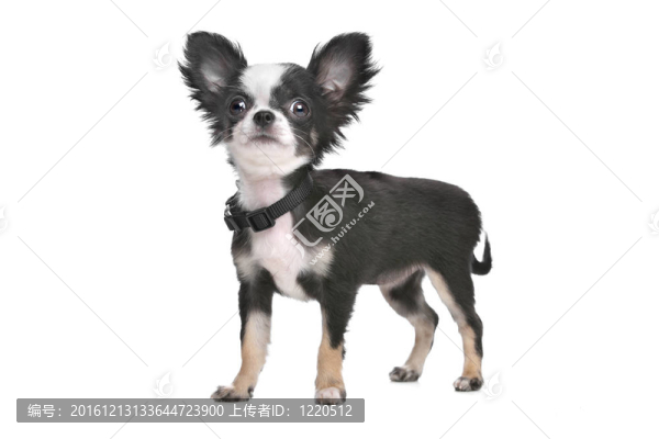 長毛奇瓦瓦小狗