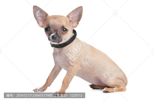 短頭發(fā)的奇瓦瓦