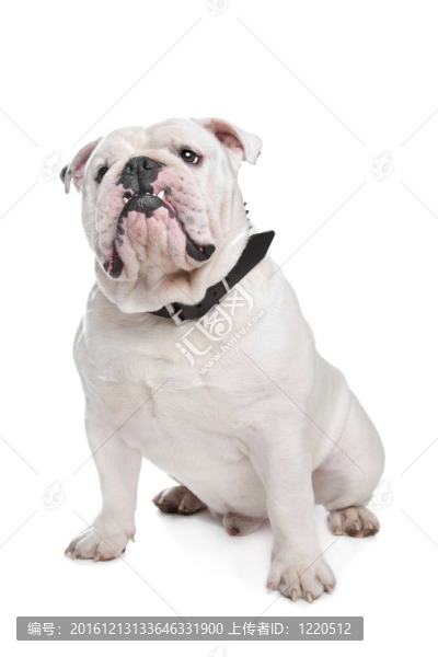 英國斗牛犬