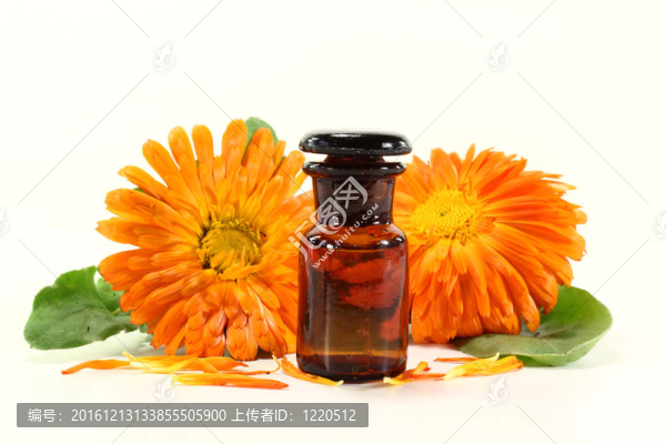 金盞花酊