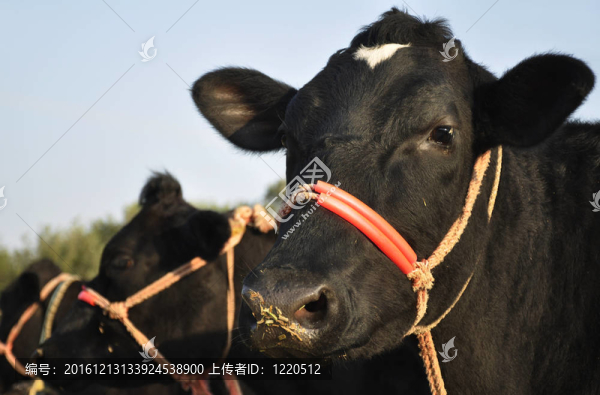在印度陽光明媚的一天，水牛