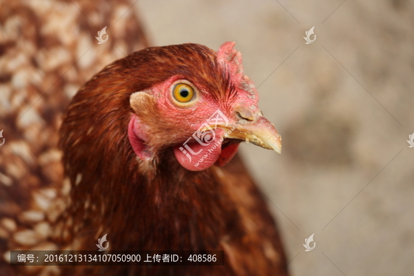 母雞,雞頭特寫