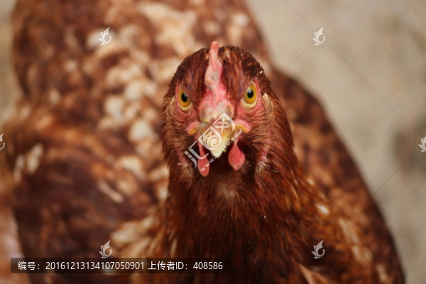 母雞,雞頭特寫