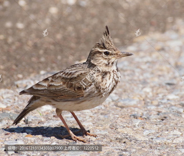 鳳頭百靈；Galerida,cristata