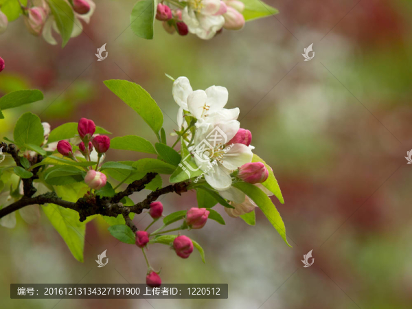 開花