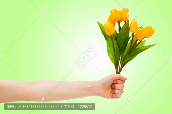 郁金香梯度手