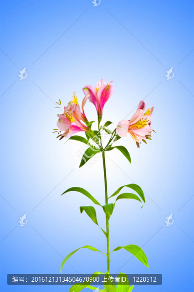 漸變背景的彩色百合
