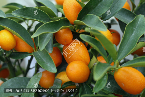 西西里島溫室柑桔栽培技術(shù)