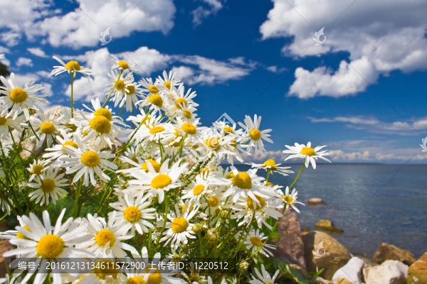 camomiles