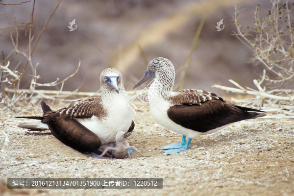 藍腳鰹鳥；加拉帕戈斯群島；厄瓜多爾