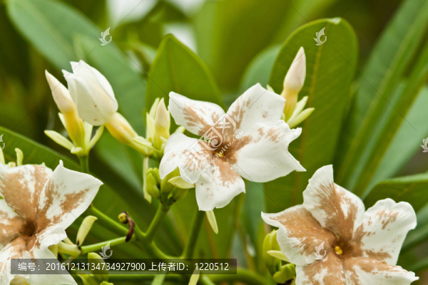 美麗的春天的花朵