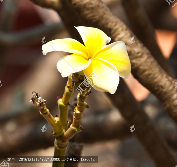 雞蛋花，雞蛋花；