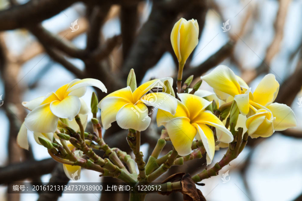 雞蛋花，雞蛋花；
