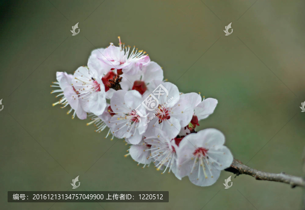 春天杏花的白花
