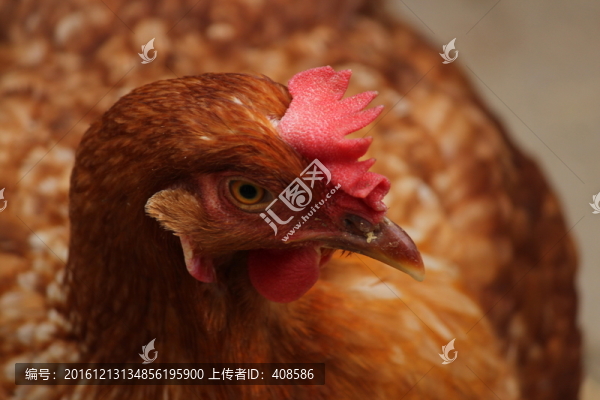母雞,雞頭特寫