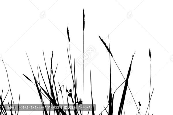 白色背景的草本剪影；插圖