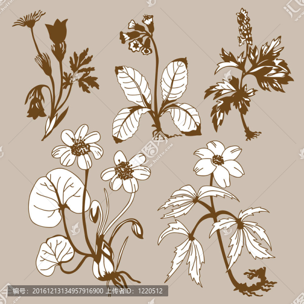 在棕色的背景場(chǎng)flowerses；圖