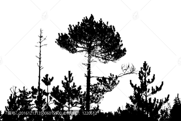 白色背景樹剪影；插圖