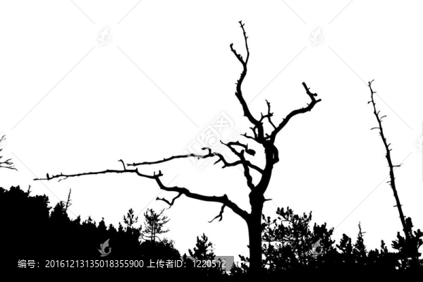 白色背景樹剪影；插圖