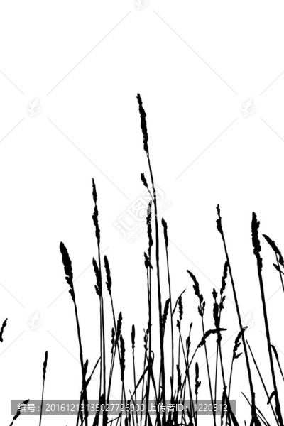 白色背景的草本剪影；插圖