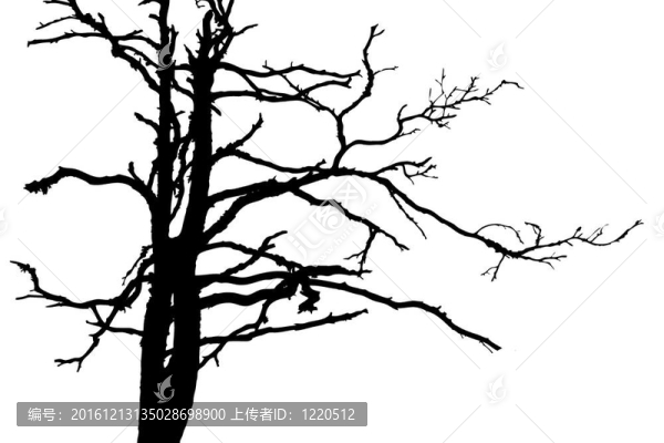 白色背景樹剪影；插圖