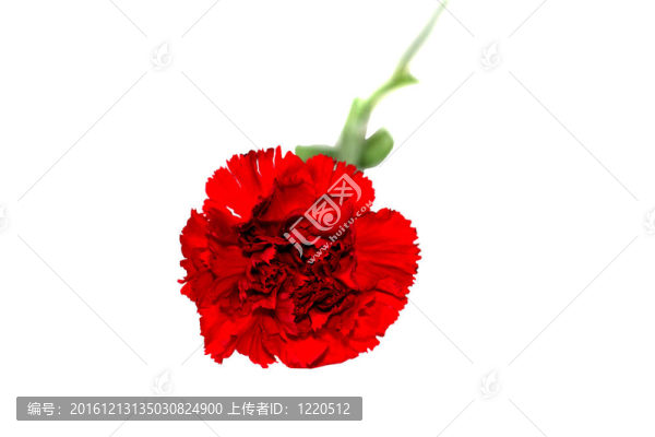 芽的康乃馨在白色背景上的花朵