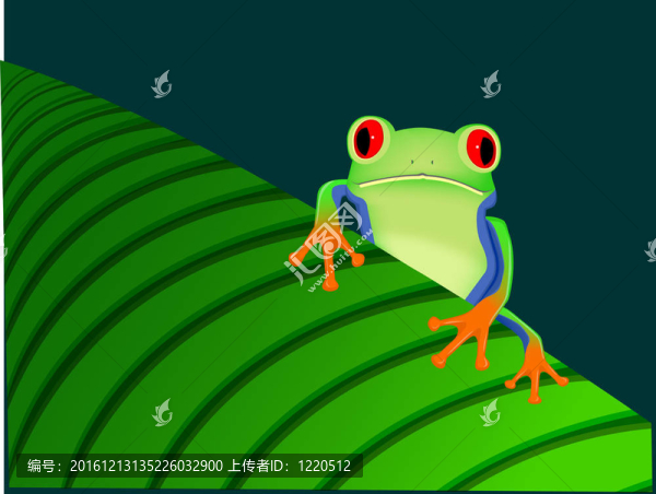 紅眼樹蛙