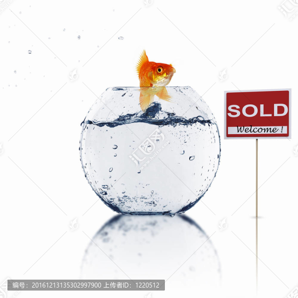 在一個魚缸里的金魚