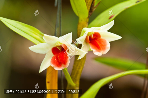 美麗的紫色蘭花