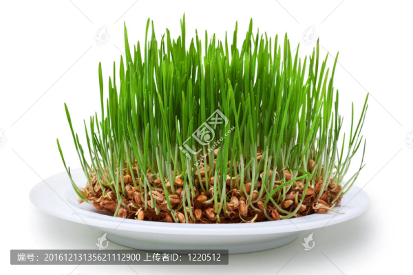 綠芽小麥種子