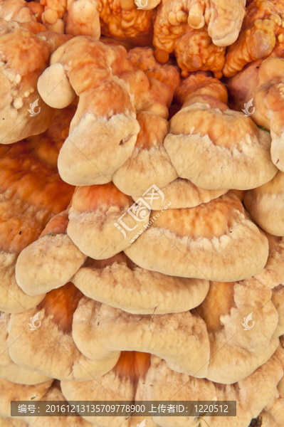 雞肉蘑菇