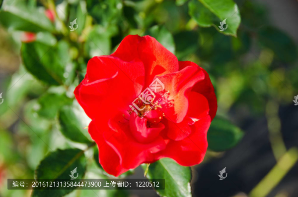 紅薔薇