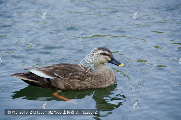 斑嘴鴨；Anas,poecilorhyncha