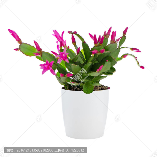 復(fù)活節(jié)仙人掌（假曇花屬仙人掌）