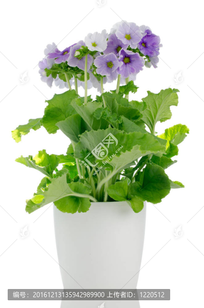花淡紫色美麗