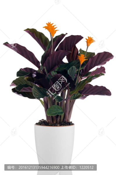 永恒的火焰花（金花竹芋）