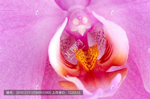 漂亮的粉色蘭花特寫