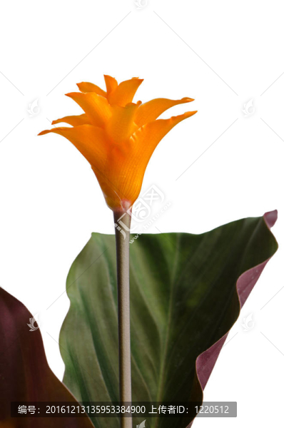 永恒的火焰花（金花竹芋）