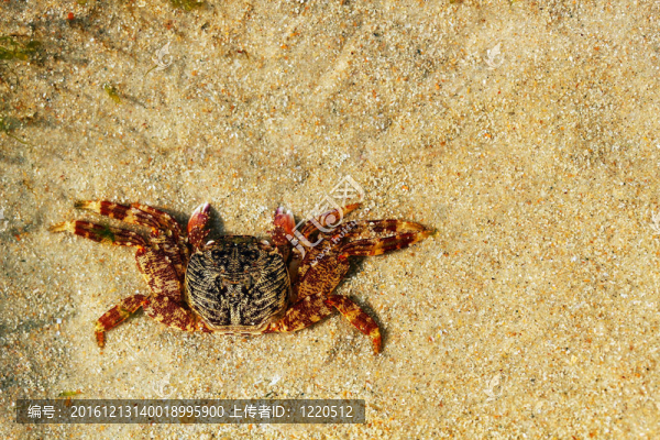 美麗的橙色蟹躺在沙灘上