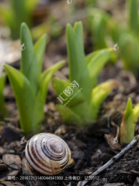 花園里的蝸牛