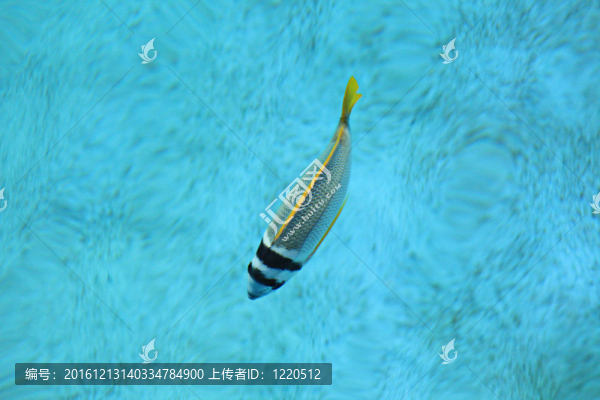 水中的魚