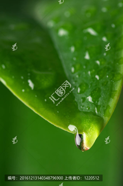 水滴葉