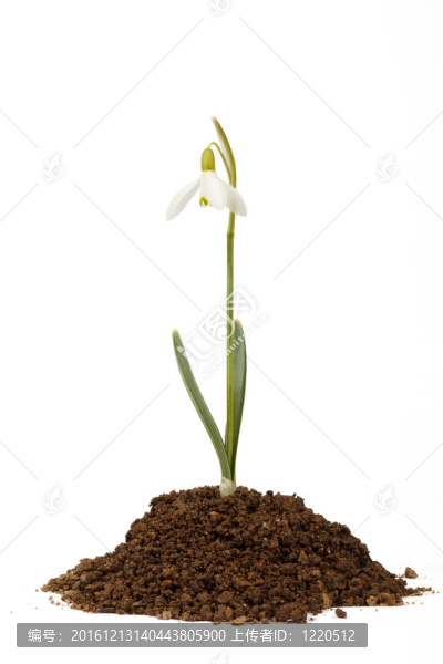 土壤中的春天雪花蓮第一信使